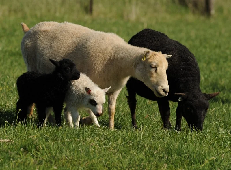 Why Icelandic Sheep? — BlackWater Treasures